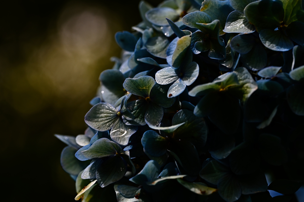 hydrangea