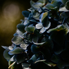 hydrangea