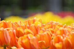 tulip