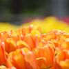 tulip