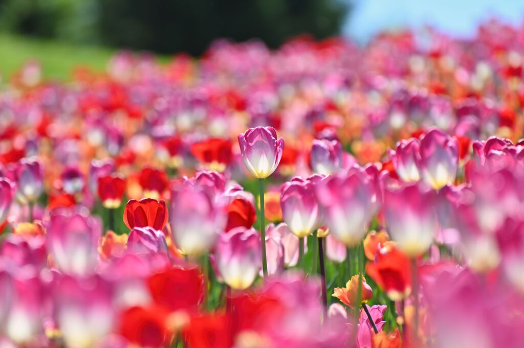 tulip