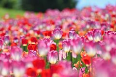 tulip