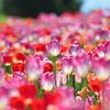 tulip