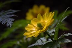 Adonis ramosa