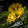 Adonis ramosa