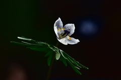 hepatica