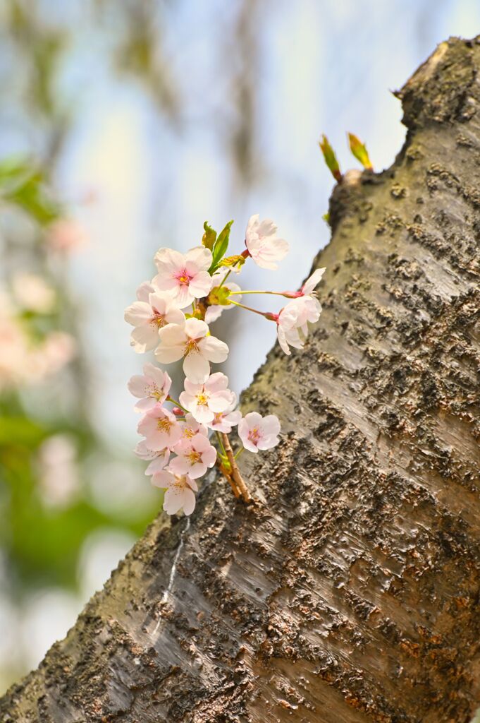 SAKURA