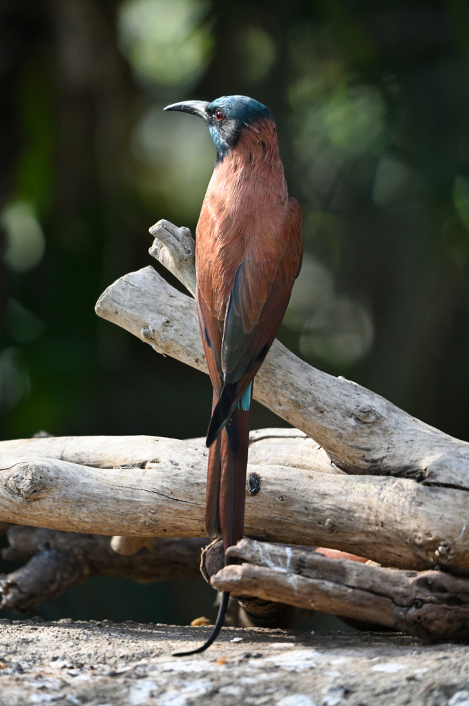 Northern Carmine bee-eater