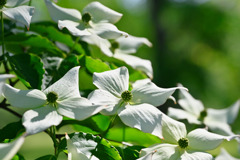 Japanese Dogwood