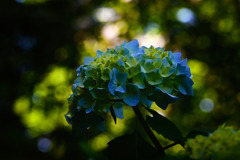 Hydrangea