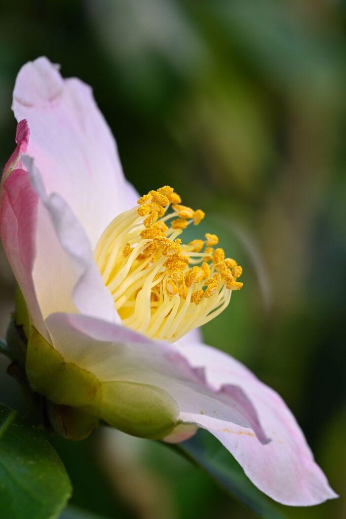 camellia