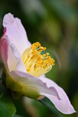 camellia