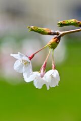 SAKURA