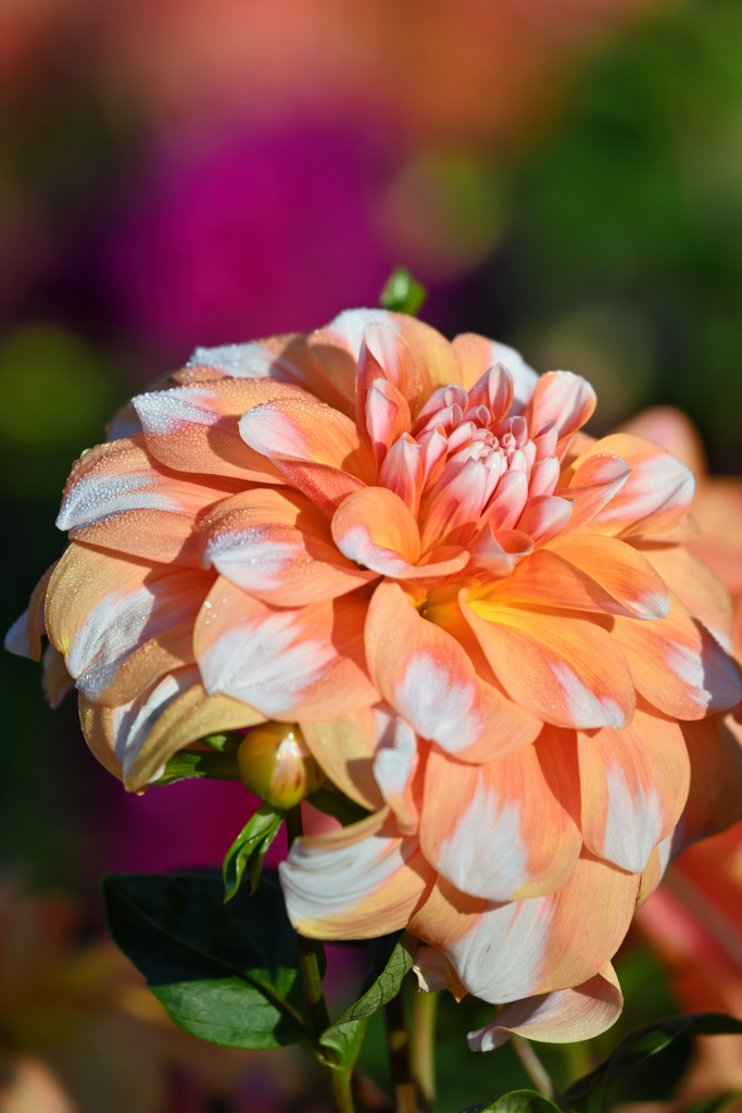 dahlia