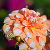 dahlia