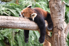 Red Panda