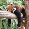 Red Panda