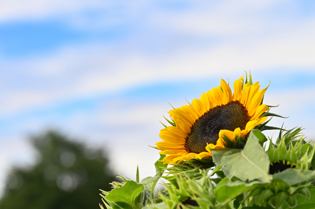 Sunflower