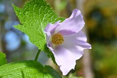 Japanese Wood Poppy