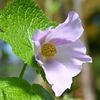 Japanese Wood Poppy