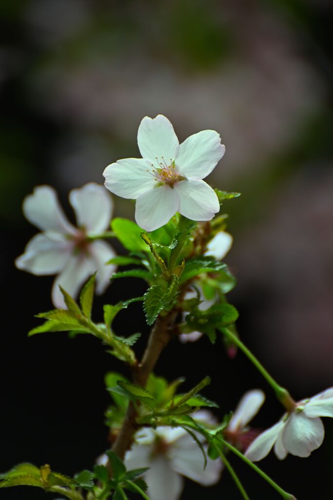cherry blossoms