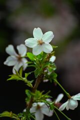 cherry blossoms