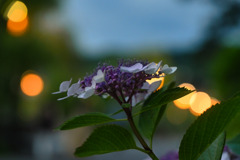 Hydrangea