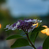 Hydrangea