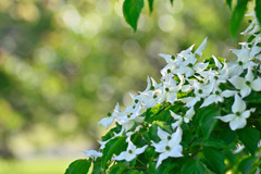 Japanese Dogwood