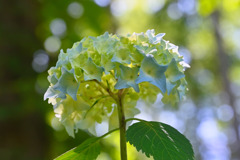 Hydrangea