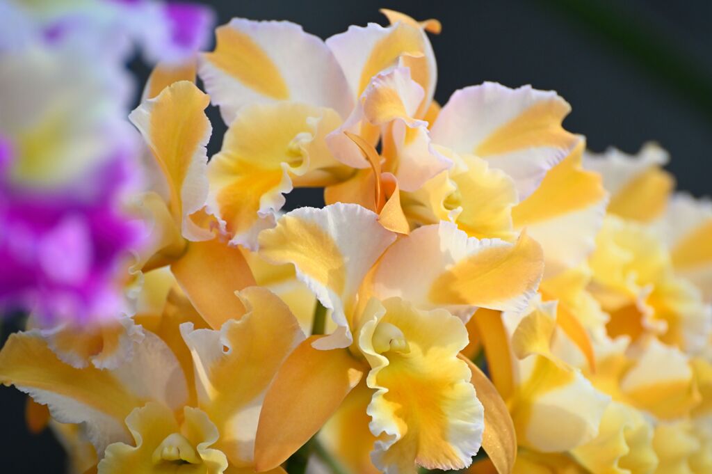 Cattleya