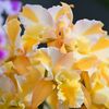 Cattleya