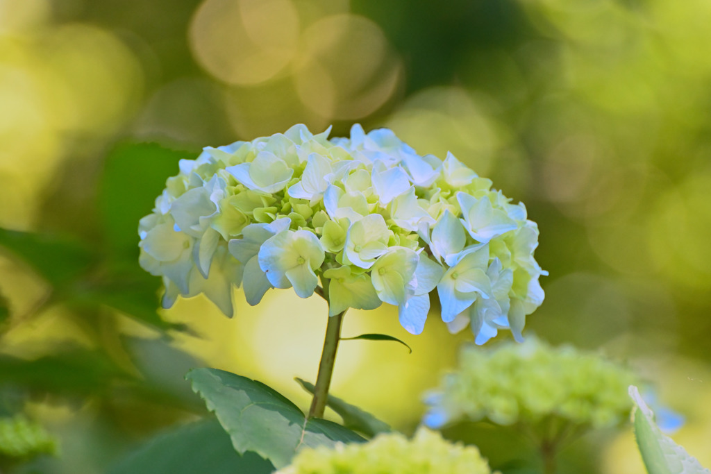 Hydrangea