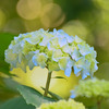 Hydrangea
