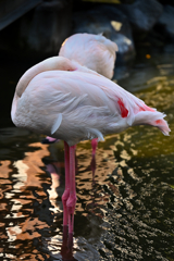 swan