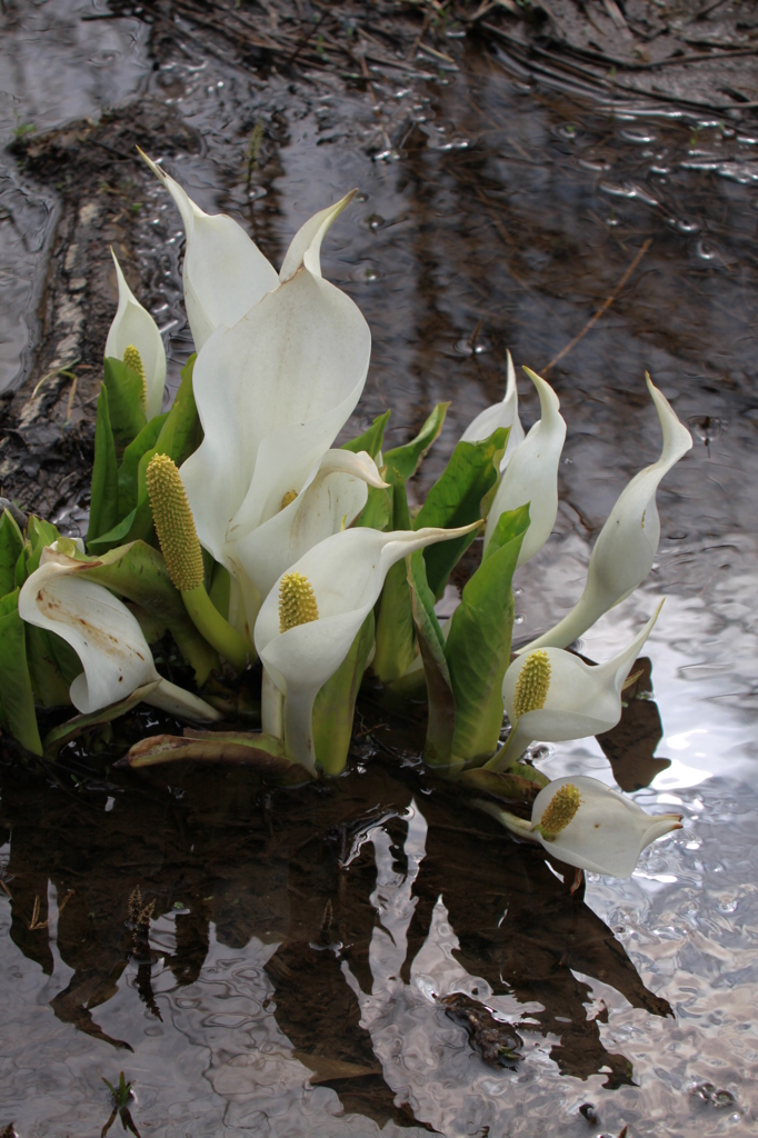 水芭蕉
