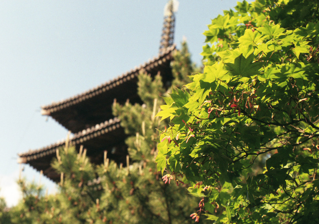 新緑と法隆寺五重塔