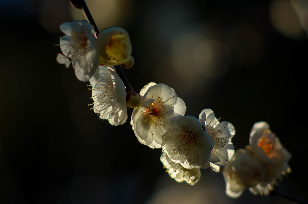 観心寺の春間近③