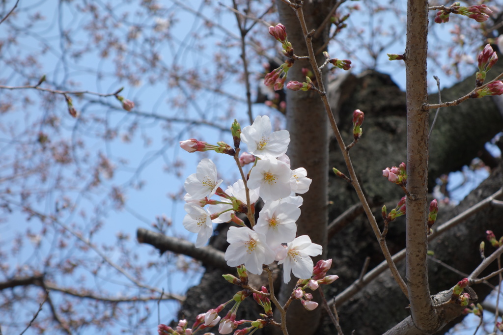 昨年の春の桜です。