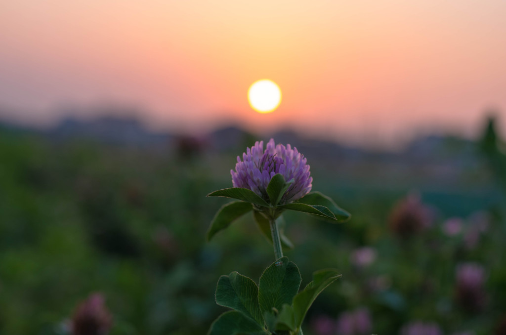 夕姿
