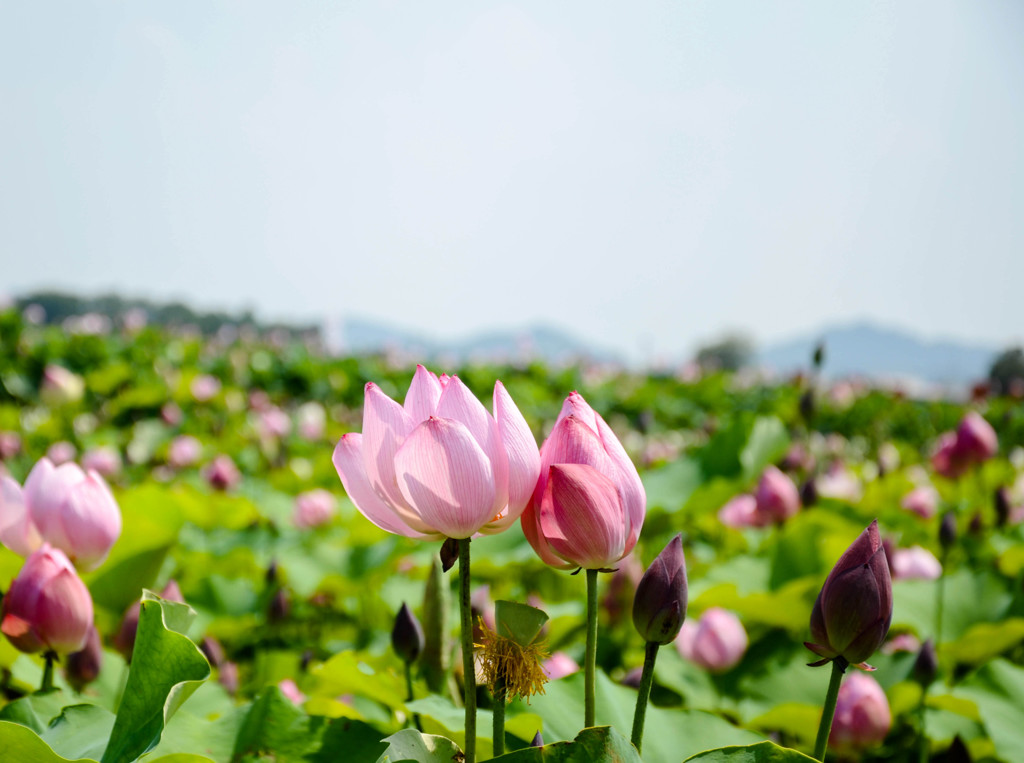 藤原京跡の蓮の花今年ももう間もなく