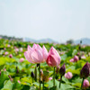 藤原京跡の蓮の花今年ももう間もなく