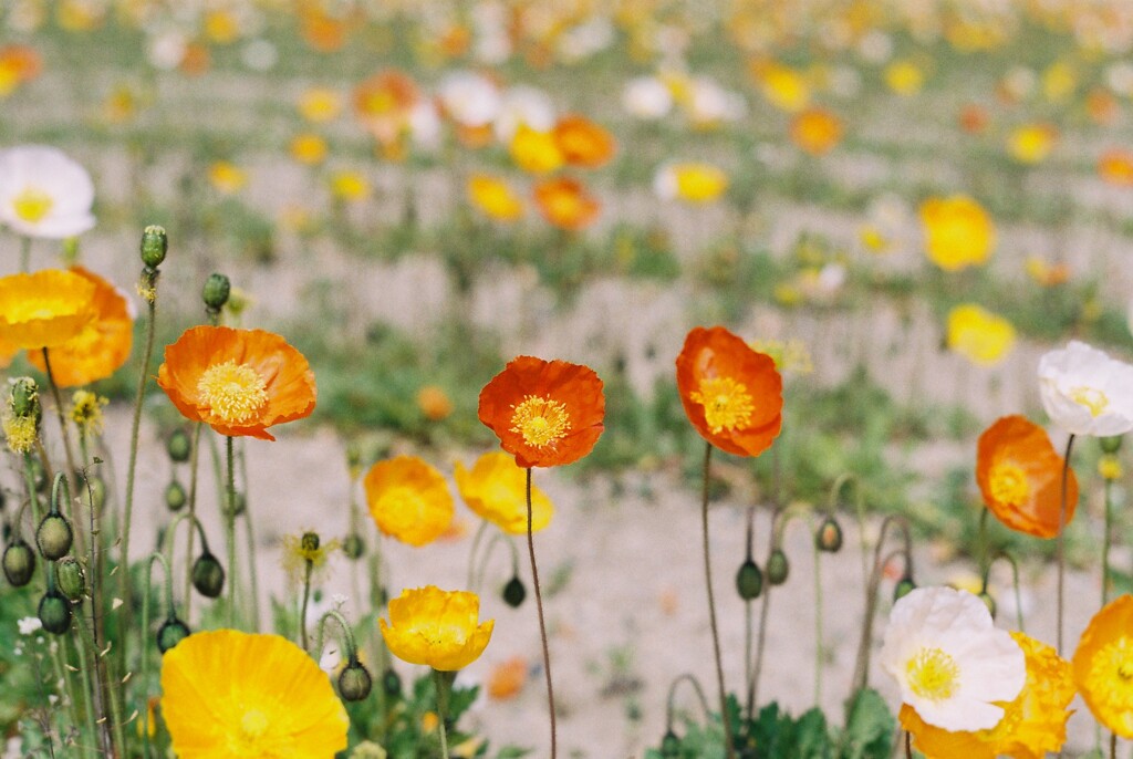 春の花？