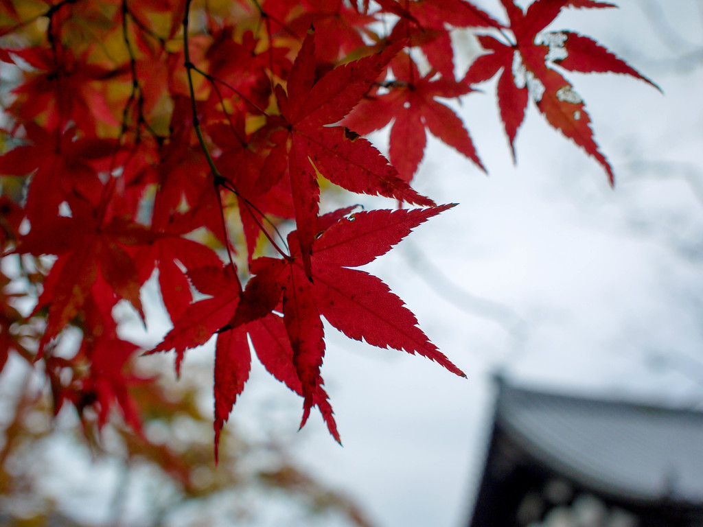 今年の紅葉②