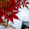 今年の紅葉②