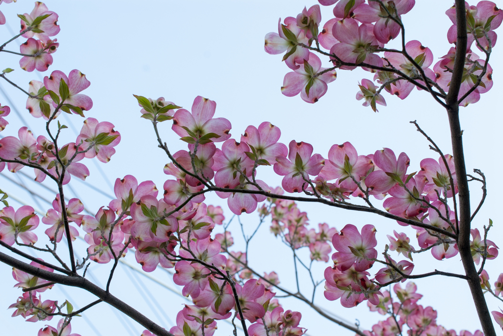 ハナミズキ・D200①