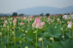 藤原京跡の蓮の花③