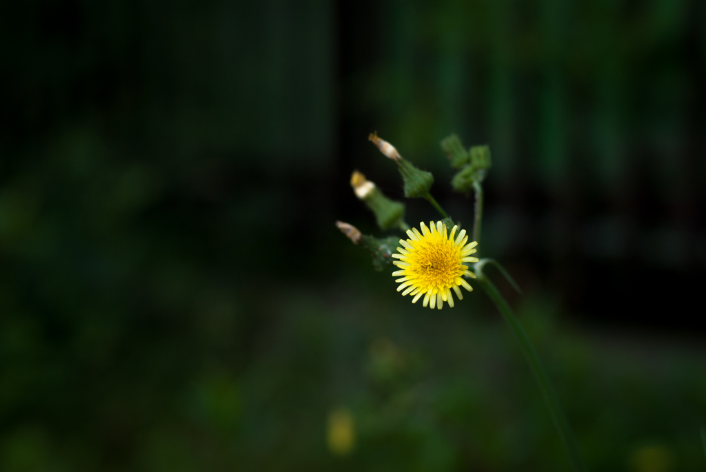 野菊