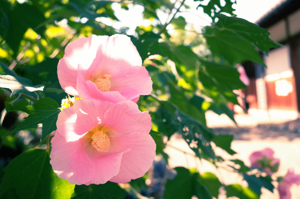 芙蓉の花