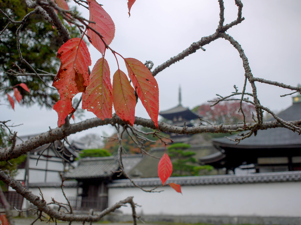 當麻寺④